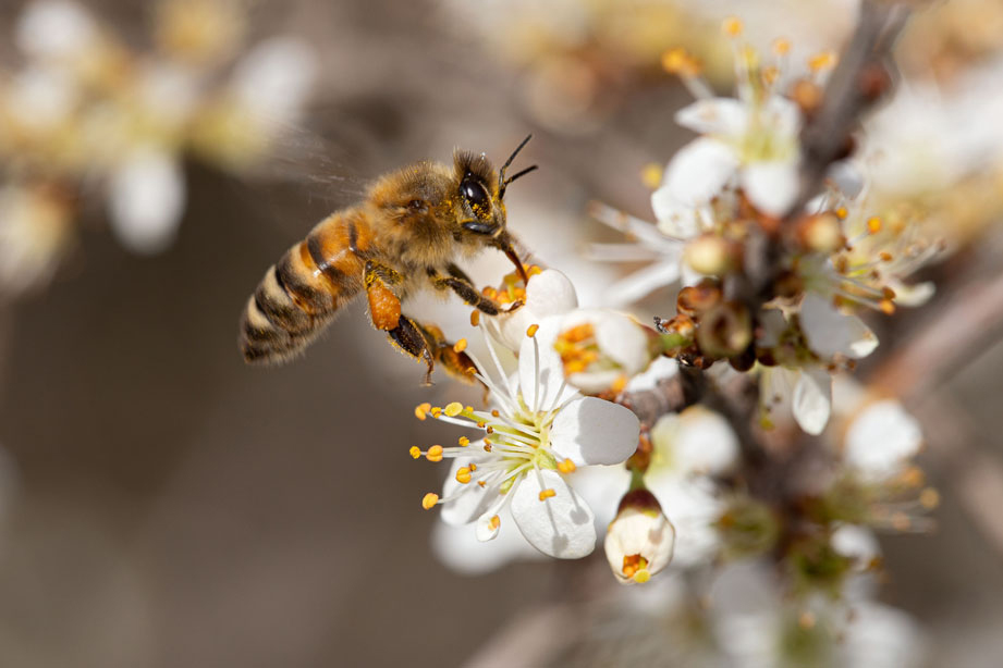 Photo d'une abeille