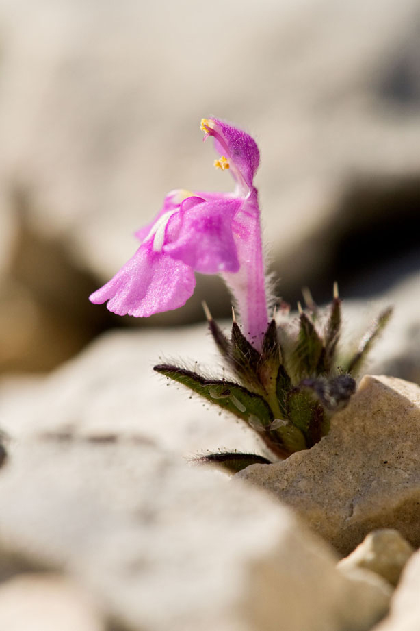 Photo de galeopsis