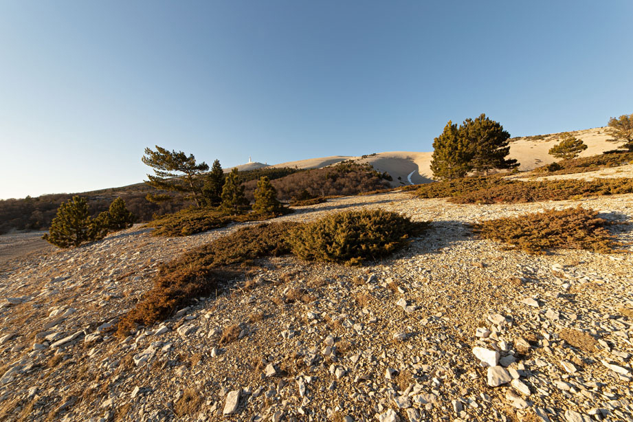 Photo de genévriers et de pins à crochers