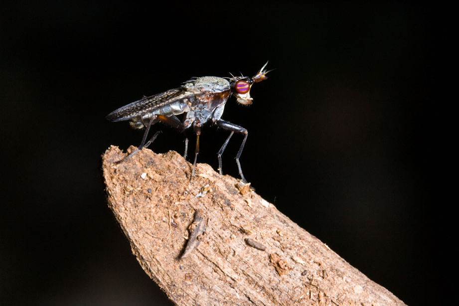 Photo d'une mouche