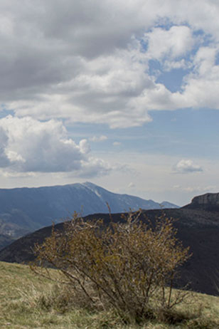 Photo de nuages et d'un buisson