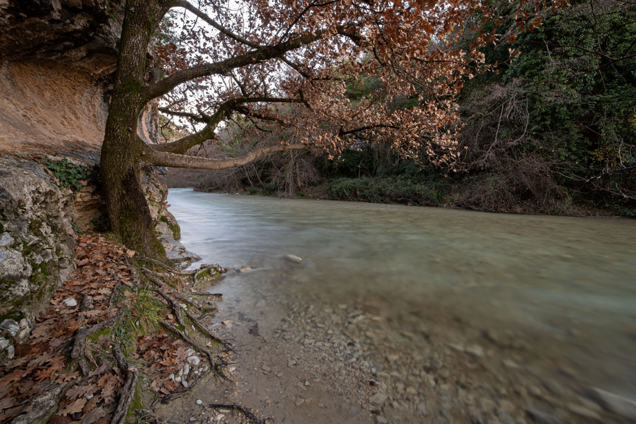 Photo d'un arbre au bord d'une rivière