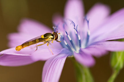 Photo d'un insecte butinant une fleur