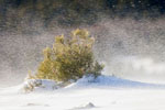 Photo d'une bourasque de neige