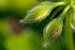 Photo de bourgeons