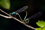 Photo de deux libellules