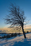 Photo d'une silhouette d'arbre